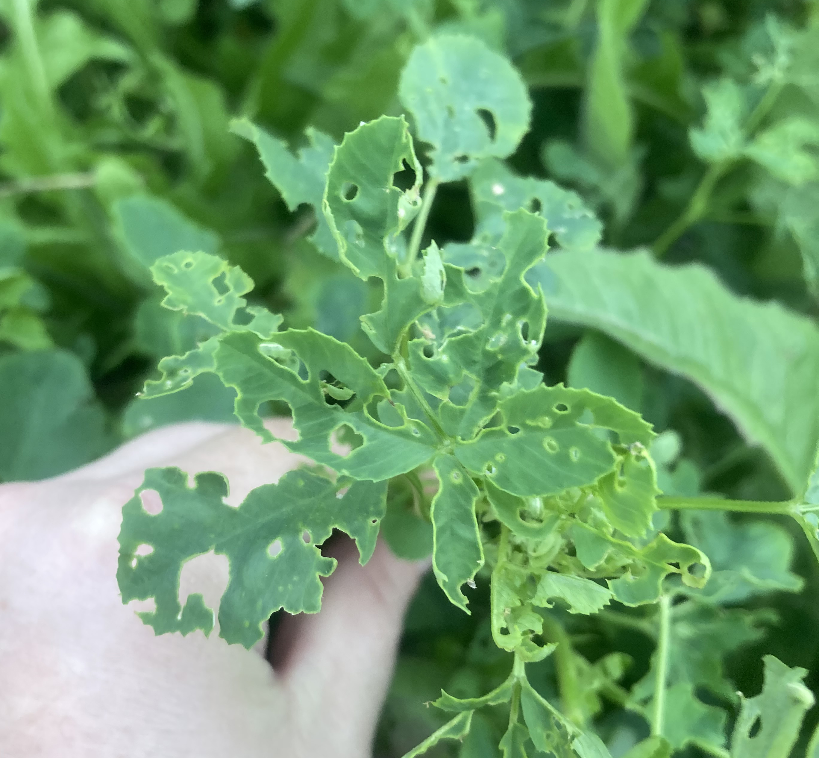 Close-up of alfalfa leaves with extensive chewing damage, showing multiple irregular holes and notched edges caused by alfalfa weevil feeding.